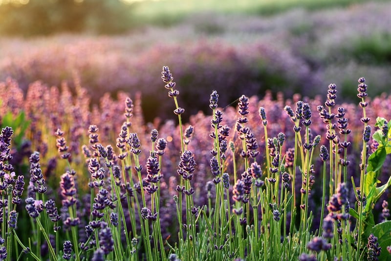 Lavender Infused Sweets